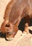 Wagga Wagga Zoo - Attractions Sydney 3