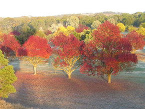 Balloon Adventures Barossa Valley - Attractions Sydney 3
