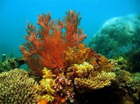 Book Exmouth Accommodation Vacations Attractions Sydney Attractions Sydney