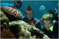 Dolphin Wild - Attractions Sydney 1