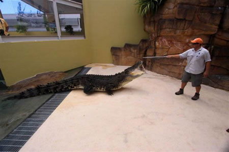 Crocosaurus Cove - Attractions Sydney 2