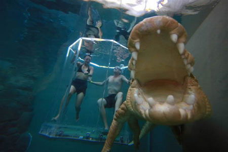 Crocosaurus Cove - Attractions Sydney 3