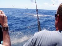 Downunder Charters - Attractions Sydney 3