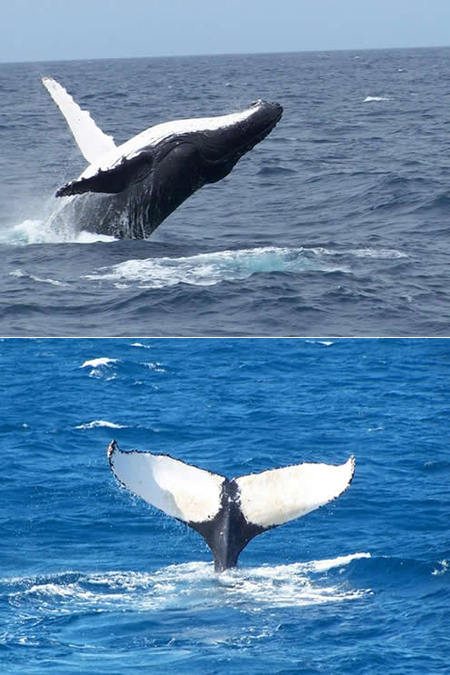 Mills Charters Fishing And Whale Watch Cruises - Attractions Sydney 3