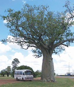 Kununurra Cruises - Attractions Sydney 1