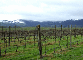 Kinloch Wines - Attractions Sydney