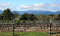 Buller View Wines