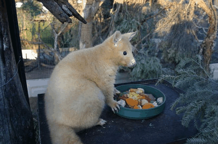 Caversham Wildlife Park - Attractions Sydney 1