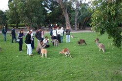 Caversham Wildlife Park - Attractions Sydney 2