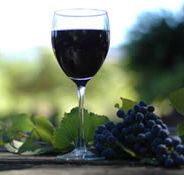 Lion Mill Vineyards - Attractions Sydney