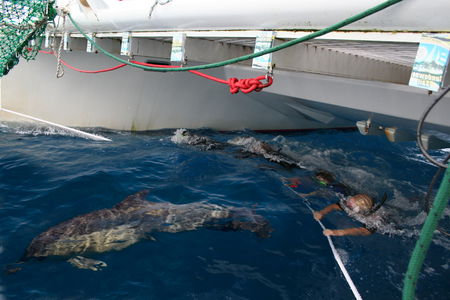 Dolphin Swim Australia - Attractions Sydney 1