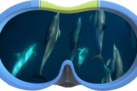 Dolphin Swim Australia - Attractions Sydney 3