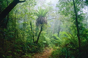 Lamington National Park And OReillys - Attractions Sydney 0