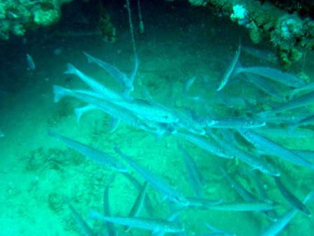 Underwater Sports Diving Centre - Attractions Sydney 1