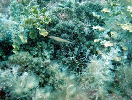 Underwater Sports Diving Centre - Attractions Sydney 3