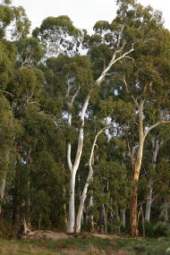 Heysen - The Cedars - Attractions Sydney 2
