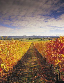 South Melbourne VIC Attractions Sydney