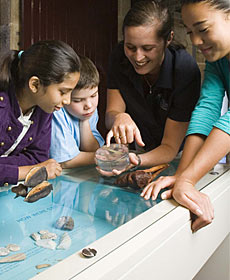 The Rocks Discovery Museum - Attractions Sydney 3