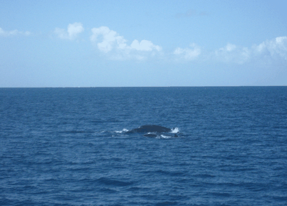 Carlo Fishing Charters - Attractions Sydney 1