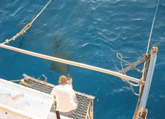 Carlo Fishing Charters - Attractions Sydney 4