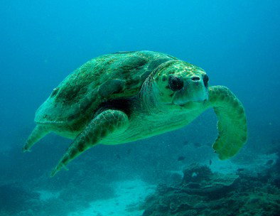 Snorkel Safari Brisbane - Attractions Sydney 4