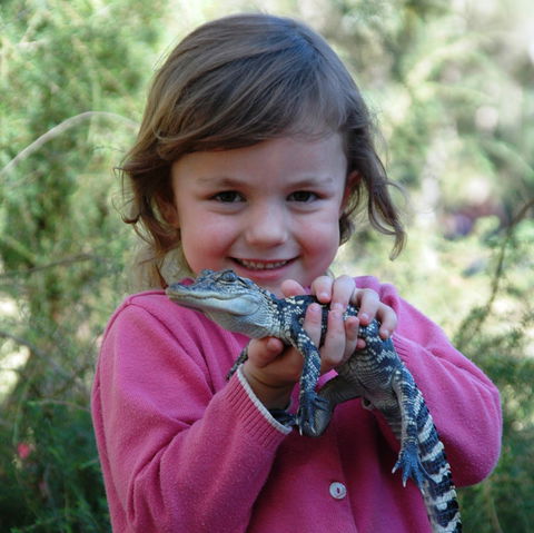 Australian Reptile Park - Attractions Sydney 2