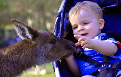 Australian Reptile Park - Attractions Sydney 6