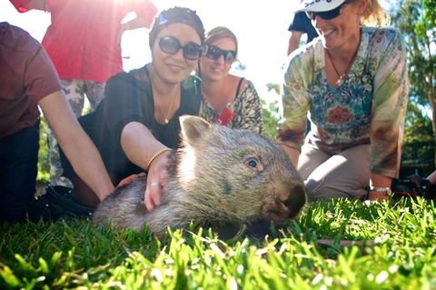 Australian Reptile Park - Attractions Sydney 10