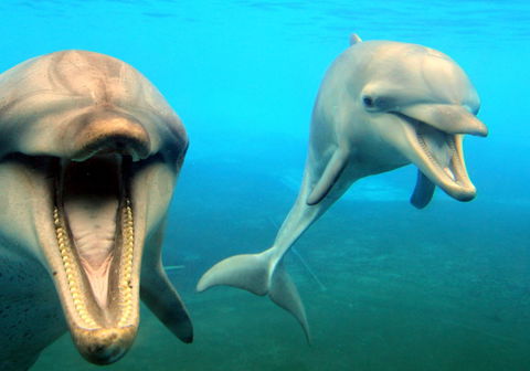 Dolphin Marine Magic - Attractions Sydney 1