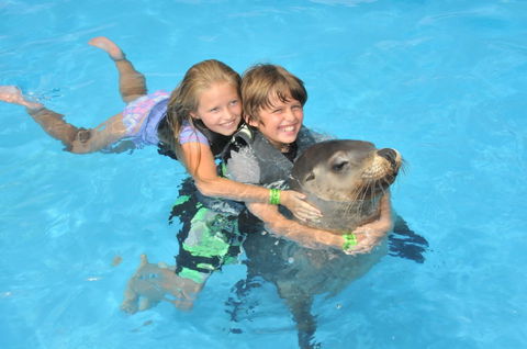 Dolphin Marine Magic - Attractions Sydney 9