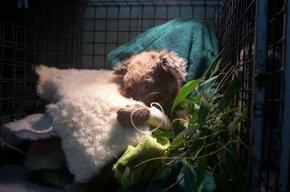 Jirrahlinga Koala & Wildlife Sanctuary - Attractions Sydney 3