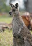 Jirrahlinga Koala & Wildlife Sanctuary - Attractions Sydney 4