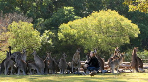 Lone Pine Koala Sanctuary - Attractions Sydney 1