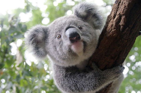 Lone Pine Koala Sanctuary - Attractions Sydney 3