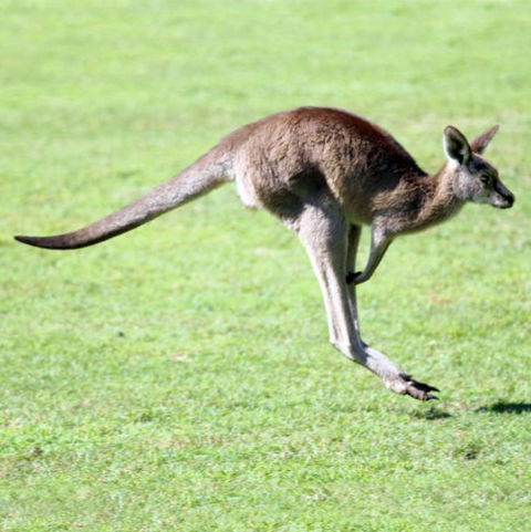 Lone Pine Koala Sanctuary - Attractions Sydney 4