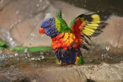 Lone Pine Koala Sanctuary - Attractions Sydney 5