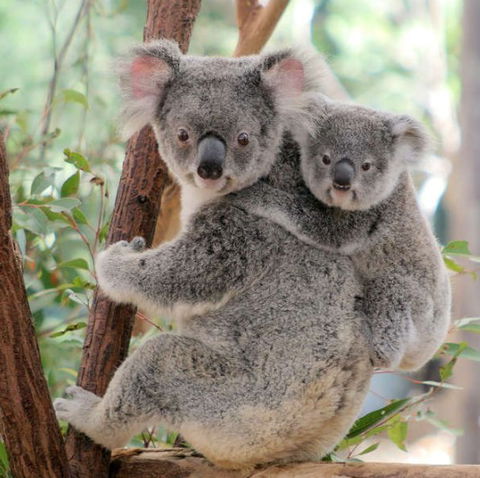 Lone Pine Koala Sanctuary - Attractions Sydney 6
