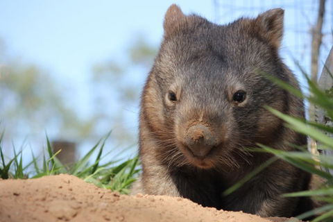 Lone Pine Koala Sanctuary - Attractions Sydney 7