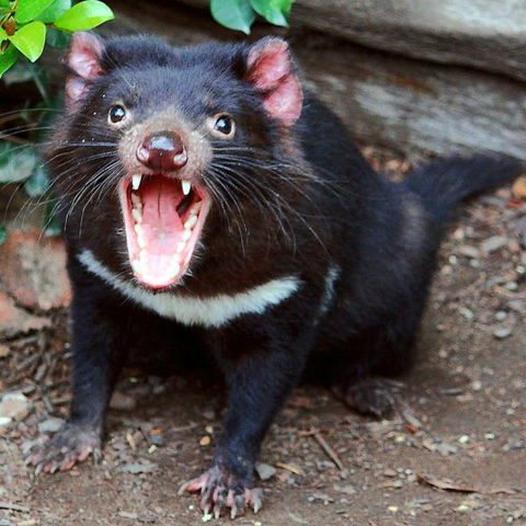 Lone Pine Koala Sanctuary - Attractions Sydney 8