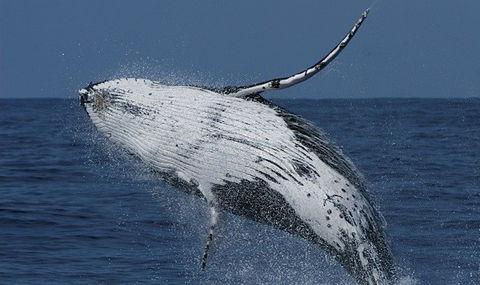 Spirit Of Gold Coast Whale Watching - Attractions Sydney 4
