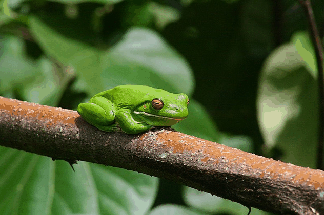 Bruce Belchers Daintree River Cruise - Attractions Sydney 1