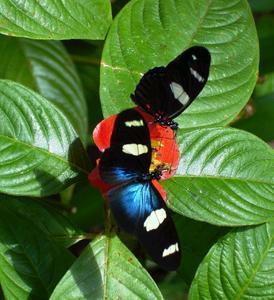 Butterfly Farm - Attractions Sydney 4