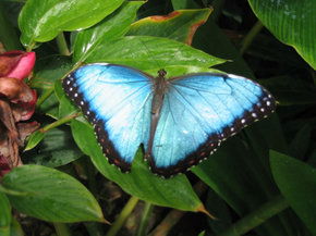 Butterfly Farm - Attractions Sydney 5
