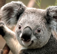 Potoroo Palace - Attractions Sydney