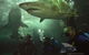 Manly SEA LIFE Sanctuary - thumb 5