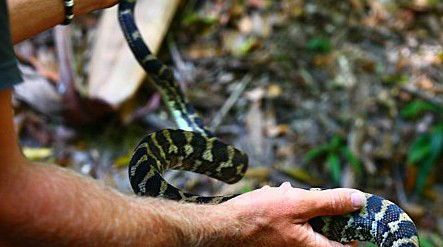 Queensland Day Tours - Attractions Sydney 1