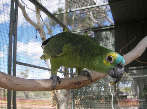 Darling Downs Zoo - Attractions Sydney 1