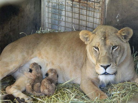 Darling Downs Zoo - Attractions Sydney 2