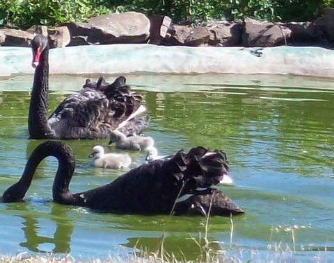 Darling Downs Zoo - Attractions Sydney 3