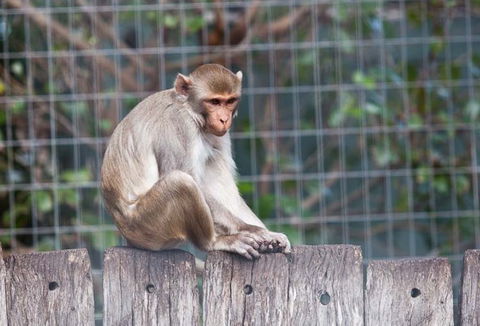 Darling Downs Zoo - Attractions Sydney 5